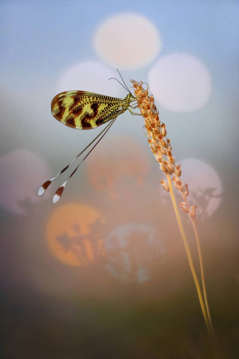 Una foto de un insecto poco común «El Duende» gana el concurso Alicante Renace 2022