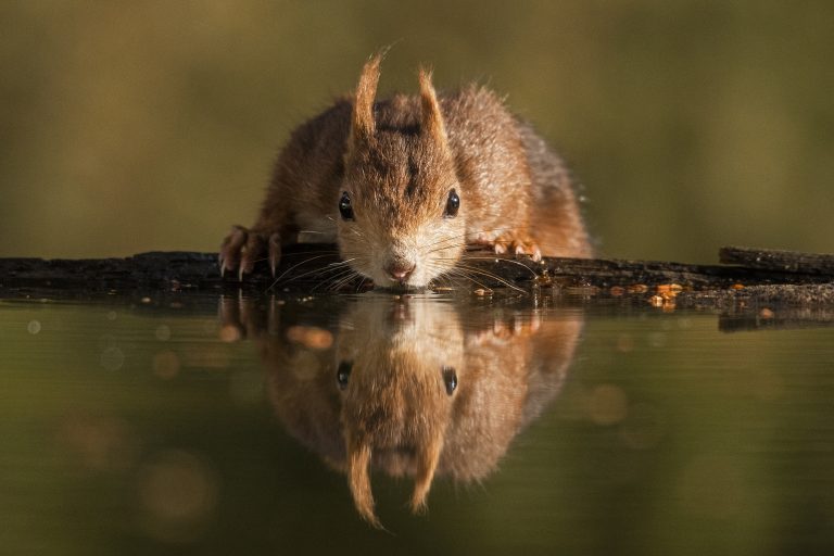 Una foto de una ardilla en Banyeres de Mariola gana el «Concurso Alicante Renace 2023»