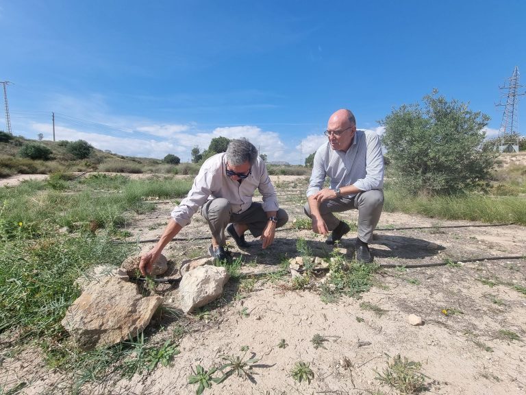 Se garantiza la viabilidad de las reforestaciones efectuadas en Sierra del Porquet dentro del proyecto «Alicante Renace».