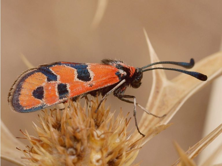 Alicante Renace contribuye a la creación de ecosistemas para las Mariposas