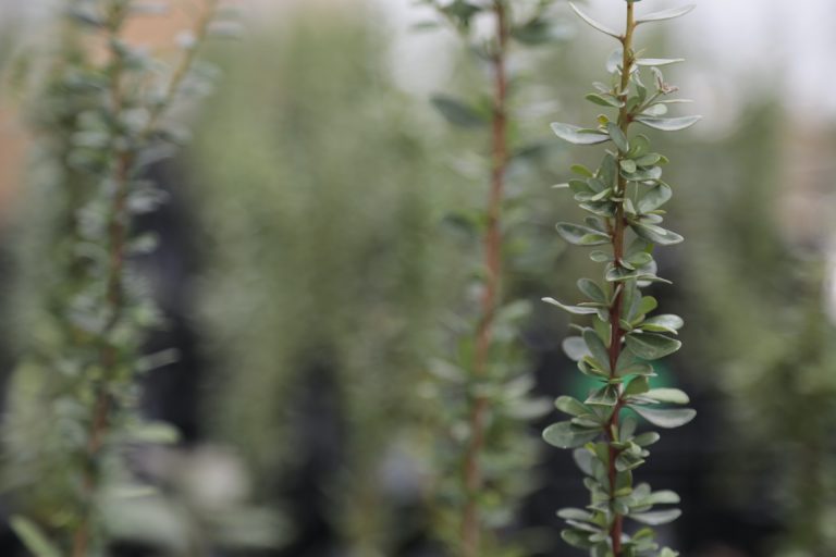 «Alicante Renace» inicia un estudio de resiliencia climática con el árbol de argán