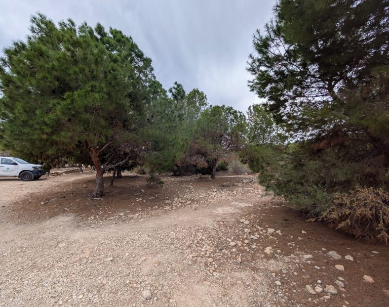 Alicante Renace: Comienzan los Preparativos para la Reforestación de Primavera