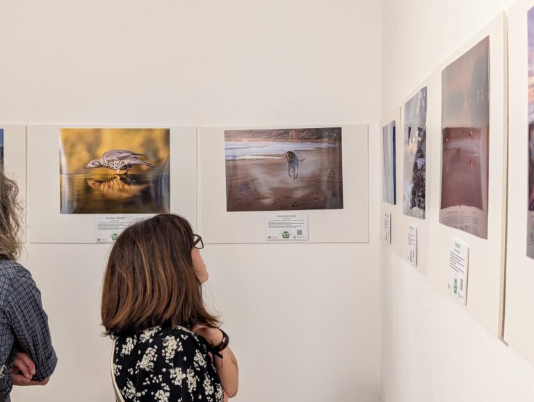 Cartel de la exposición fotográfica Alicante Renace